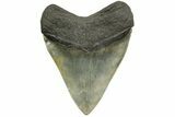Beefy Fossil Megalodon Tooth - South Carolina #374673-2